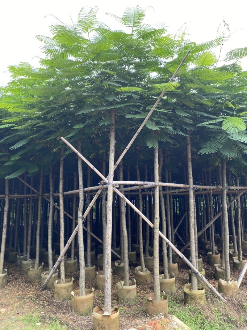 3-4-5-6-7-8凤凰木红花楹截杆凤凰木