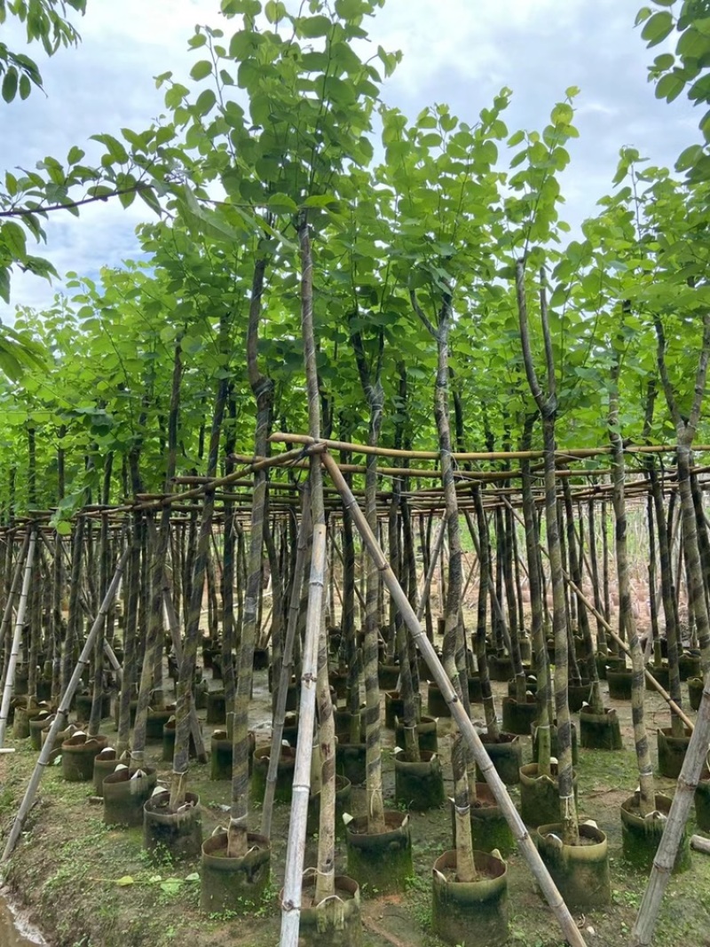 5-6-7-8-9-10公分宫粉紫荆宫粉紫荆袋苗