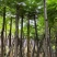 10-12-15-18-20-25-30公分凤凰木红花楹