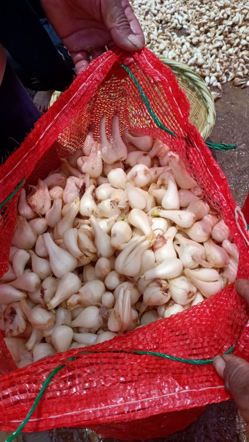 云南红河开远市碑格乡万亩藠头即将成熟上市
