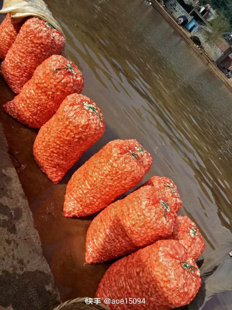 云南红河开远市碑格乡万亩藠头即将成熟上市