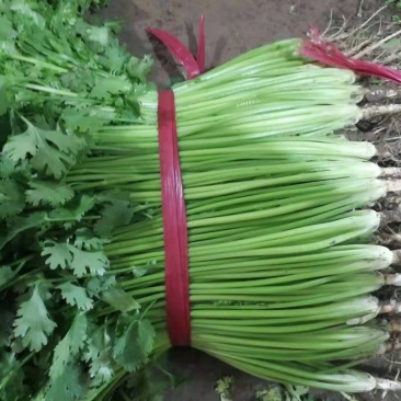 香菜，小叶香菜，净菜，安丘市香菜，毛菜