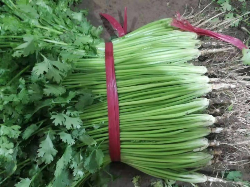 香菜，小叶香菜，净菜，安丘市香菜，毛菜