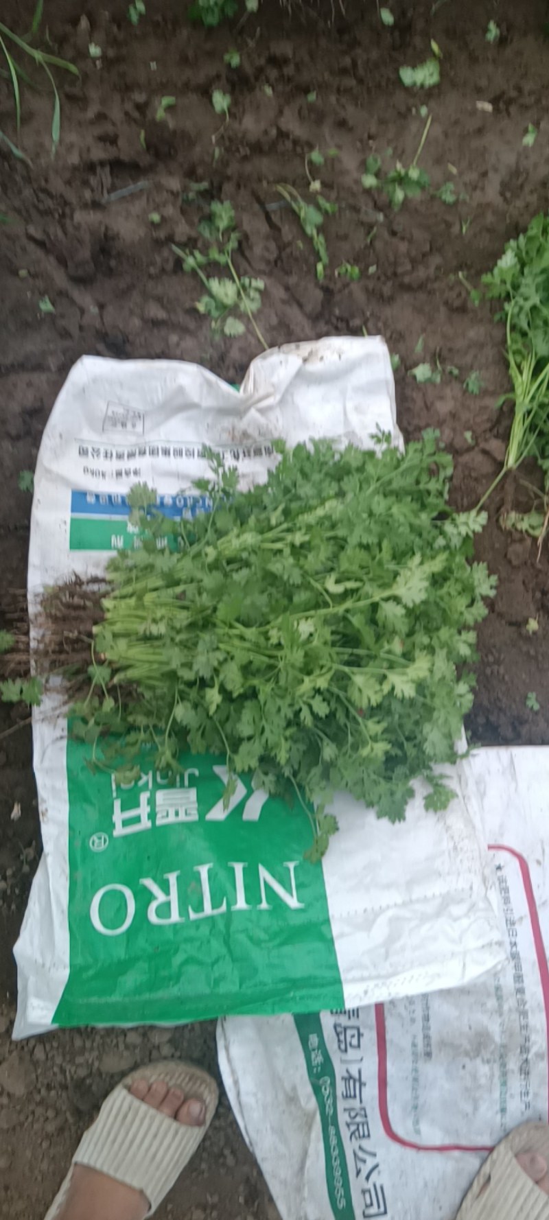 香菜，小叶香菜，净菜，安丘市香菜，毛菜