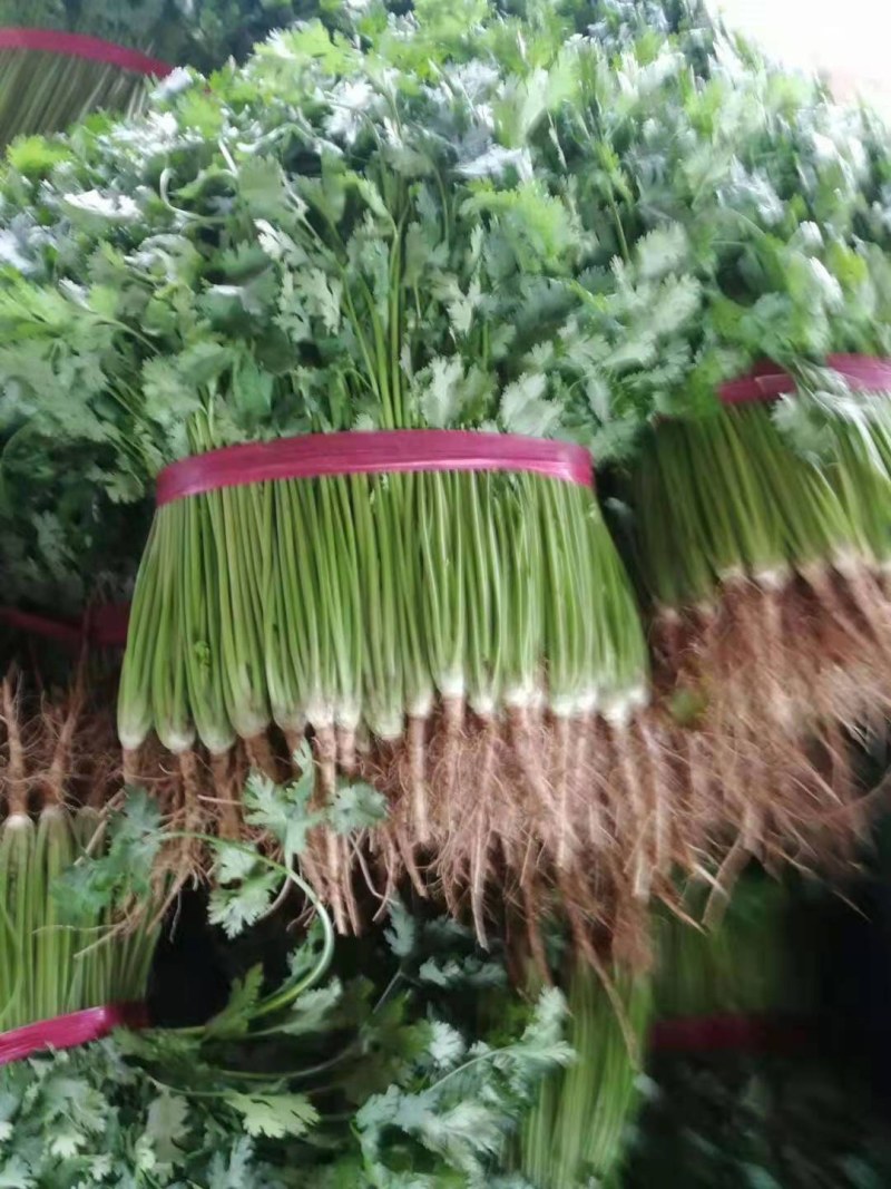 香菜，小叶香菜，净菜，安丘市香菜，毛菜