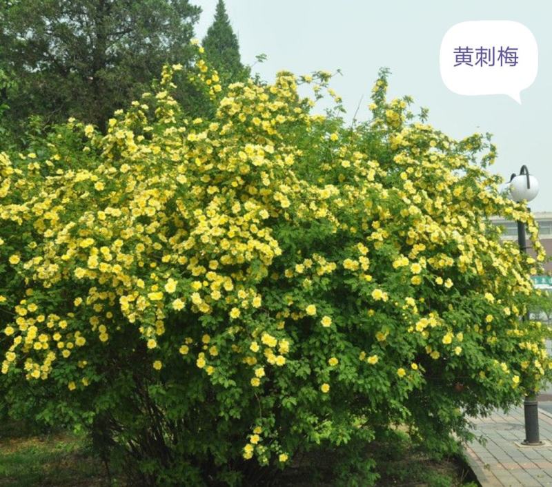 黄刺玫《种子》辽宁产。籽粒饱满。种子个大。苗率好耐寒耐寒