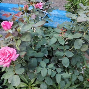 月季花