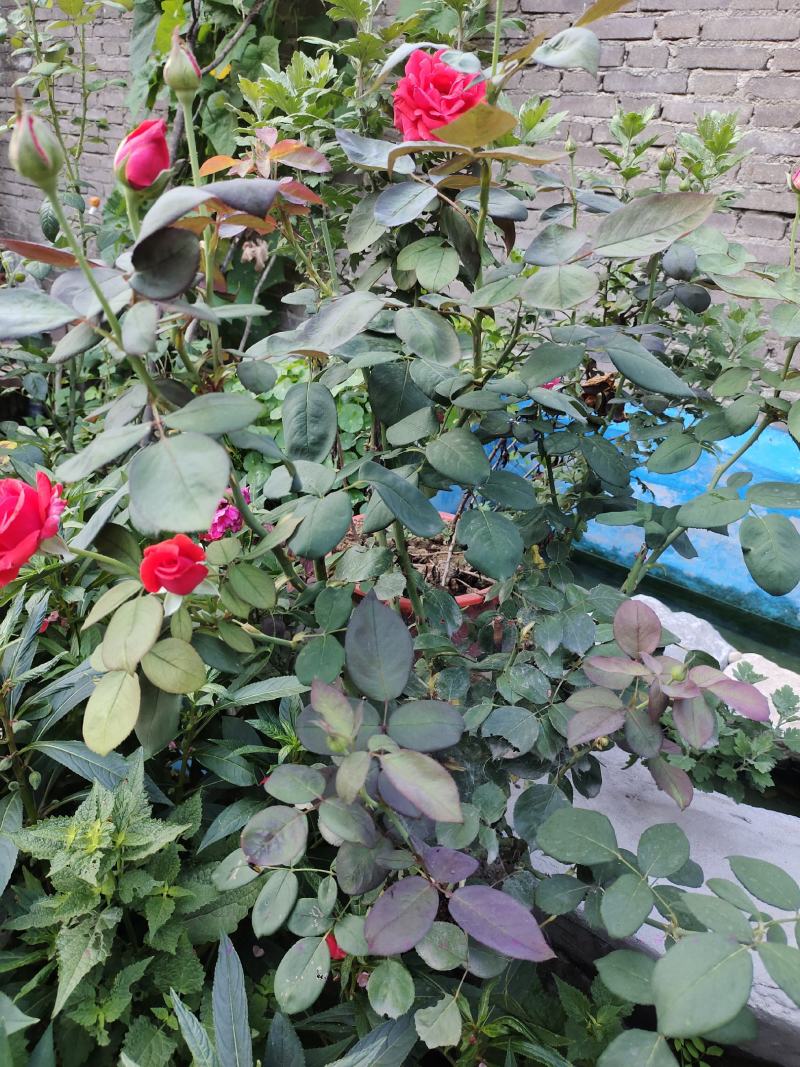 月季花