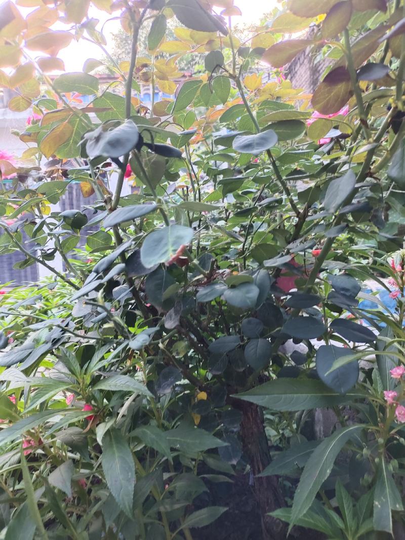 月季花