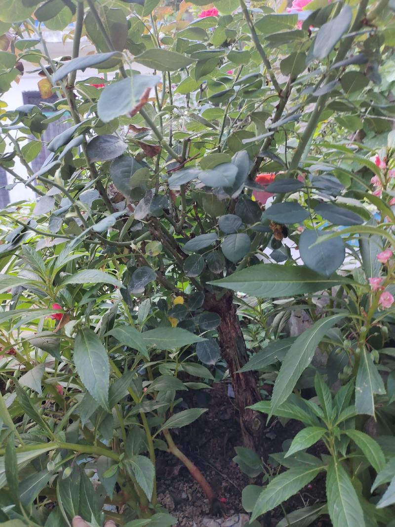 月季花