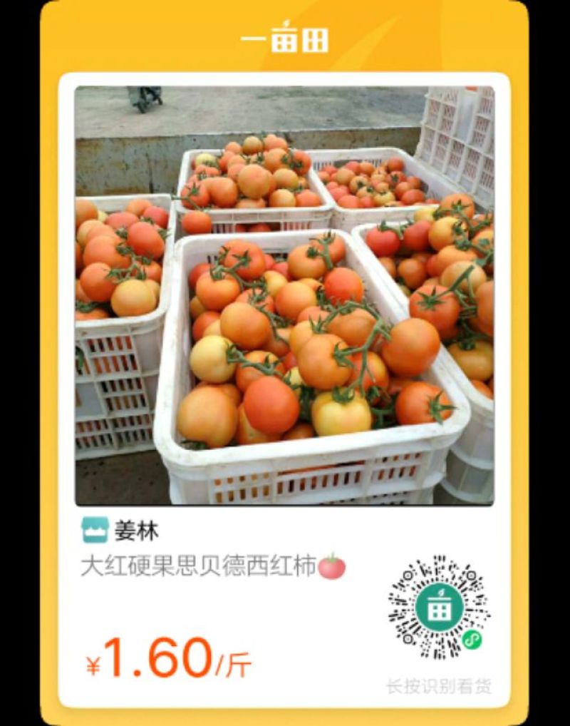 大红西红柿