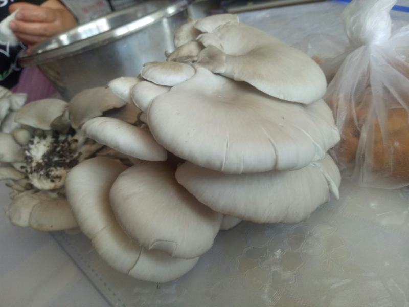 蘑菇
