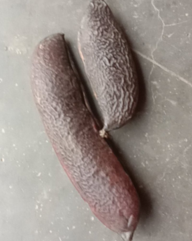 油皂角，皂角米，新货批发零售，洗头药用都可