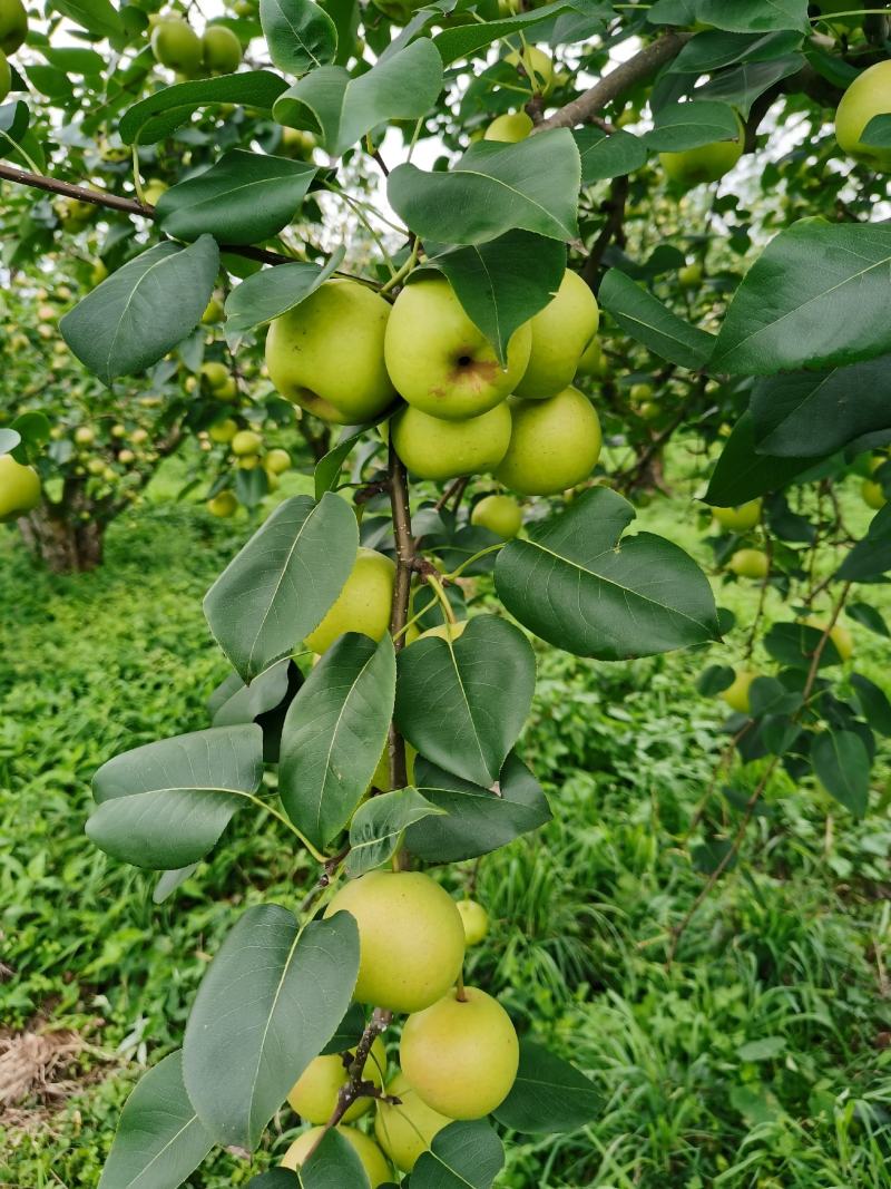 丁香梨