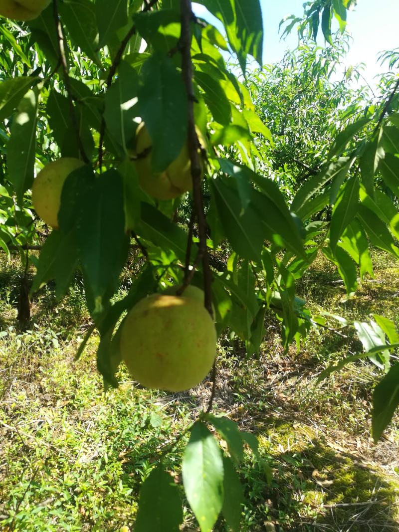 黄金李