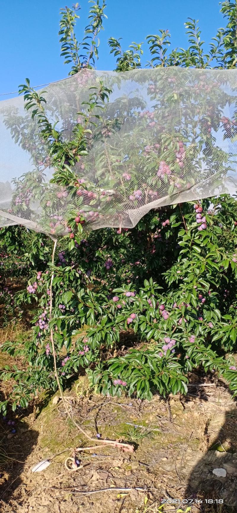 珍珠李上市了有需要的老板请联系我