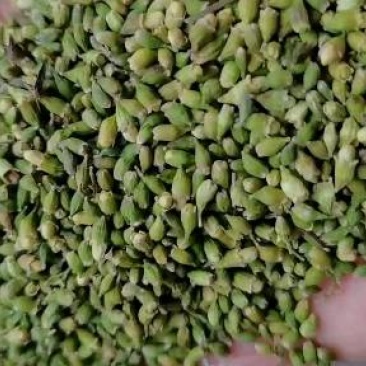 槐米青绿色槐米无开花无杂质花茶用，药厂通货单季槐米