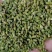 槐米青绿色槐米无开花无杂质花茶用，药厂通货单季槐米