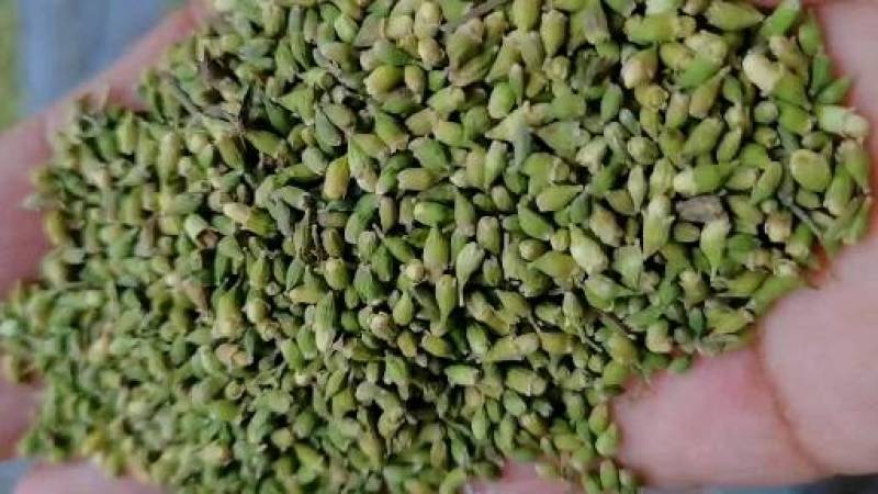 槐米青绿色槐米无开花无杂质花茶用，药厂通货单季槐米