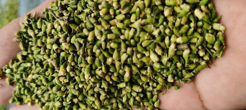 槐米青绿色槐米无开花无杂质花茶用，药厂通货单季槐米