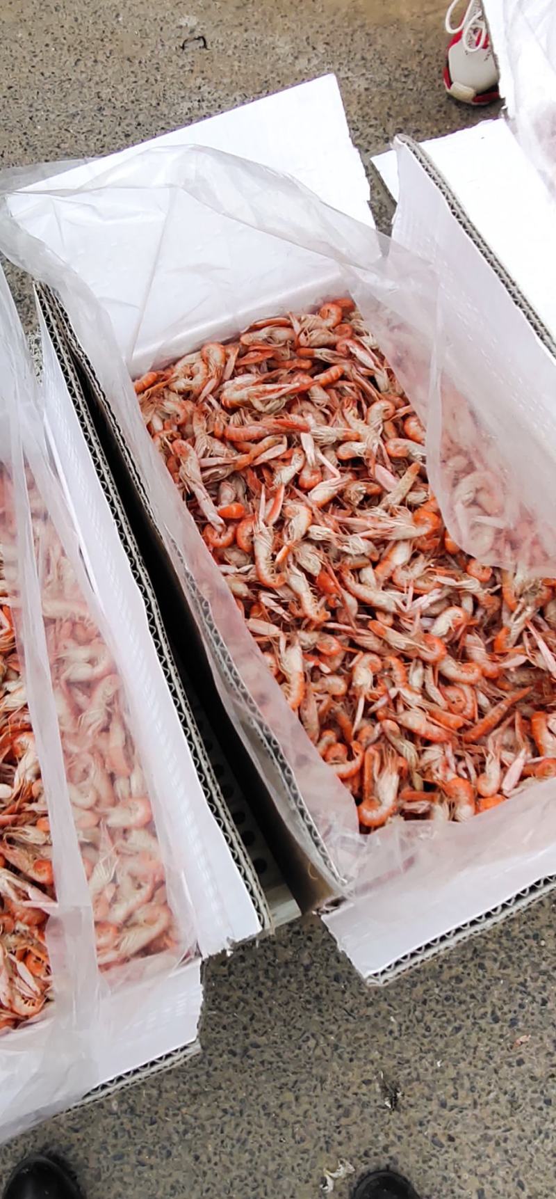 爪虾勾虾立虾新鲜美味可即食烹饪麻辣油炸促销价