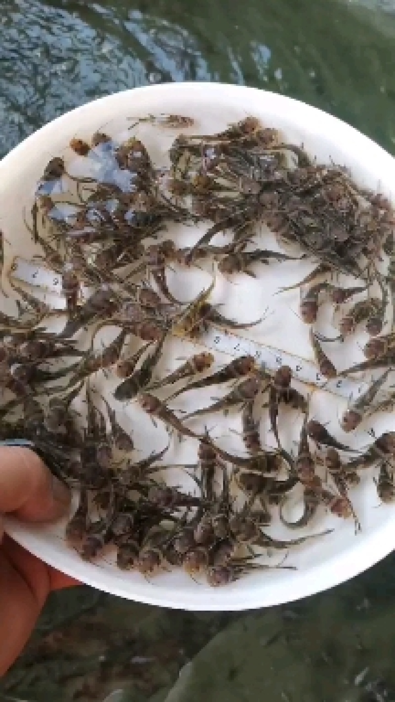 产地直销，全国发货杂交快大黄骨鱼苗