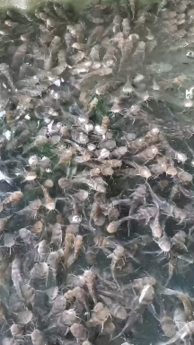 产地直销，全国发货杂交快大黄骨鱼苗