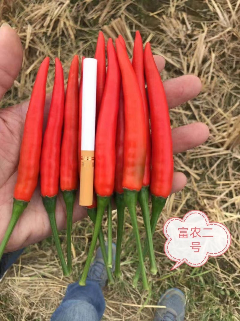 富农二号大果型朝天椒硬度好椒条顺直品质保证厂家直销
