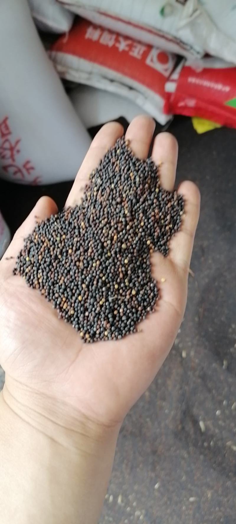 油菜籽油菜籽1货品保证，水分干，无杂物，颗粒饱满。