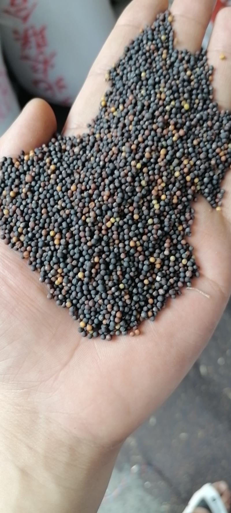 油菜籽油菜籽1货品保证，水分干，无杂物，颗粒饱满。