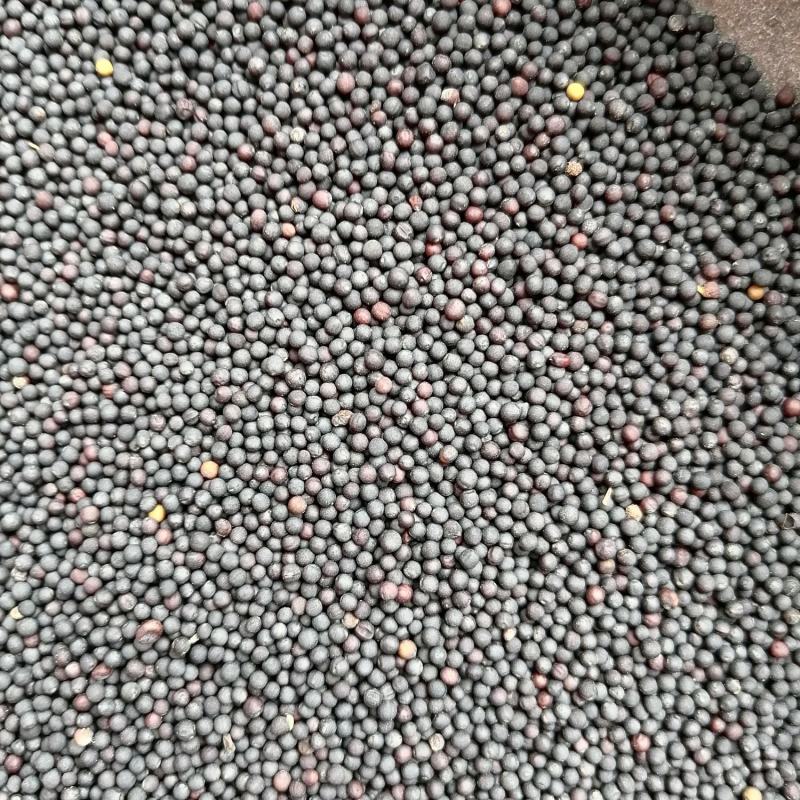 油菜籽油菜籽1货品保证，水分干，无杂物，颗粒饱满。