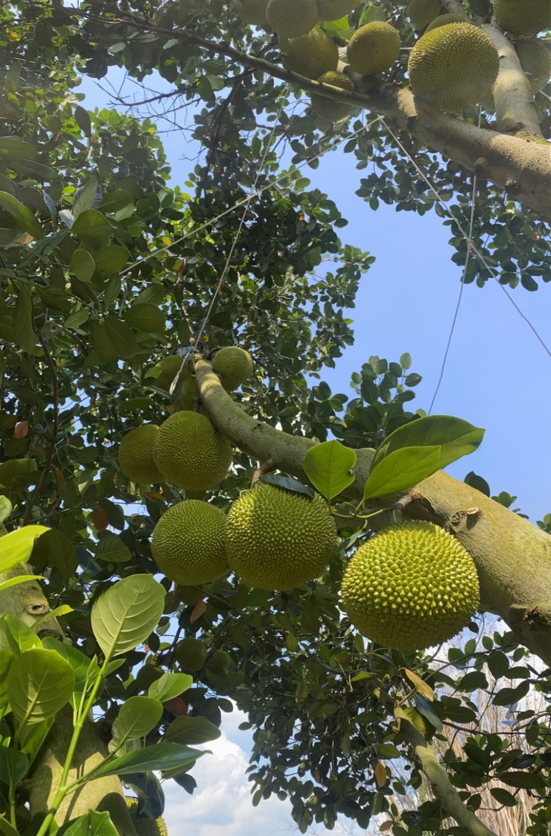 巴掌菠萝蜜