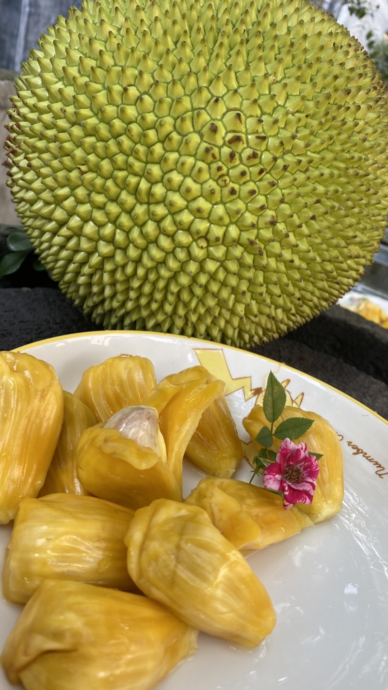 巴掌菠萝蜜