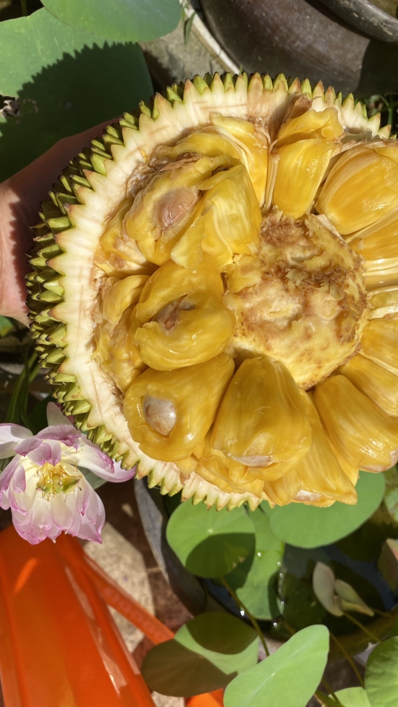 巴掌菠萝蜜
