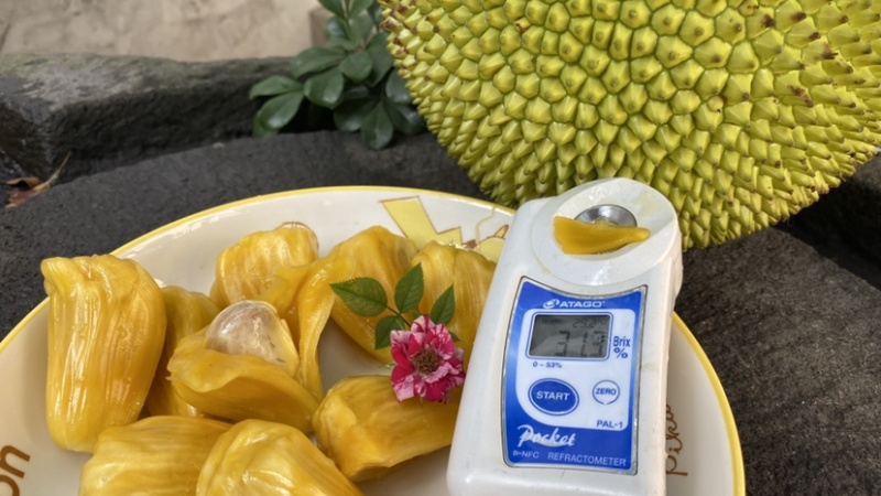 巴掌菠萝蜜