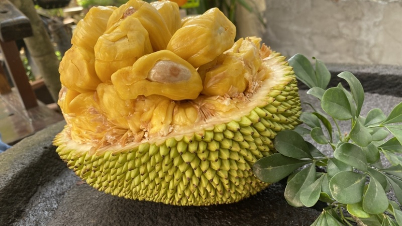 巴掌菠萝蜜