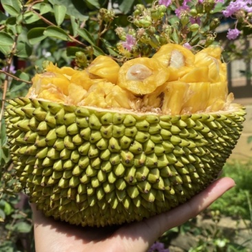 巴掌菠萝蜜