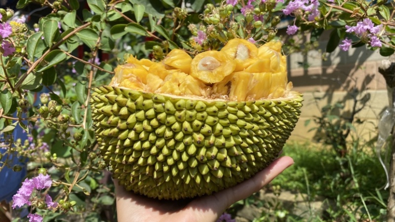 巴掌菠萝蜜