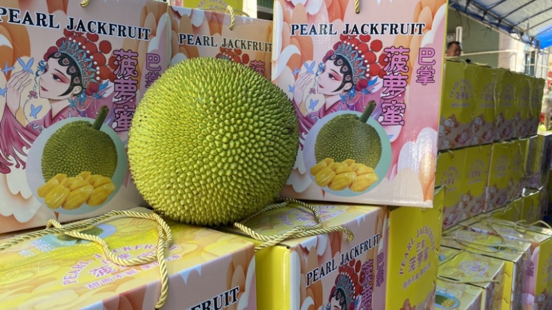 巴掌菠萝蜜