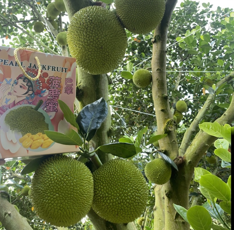 巴掌菠萝蜜