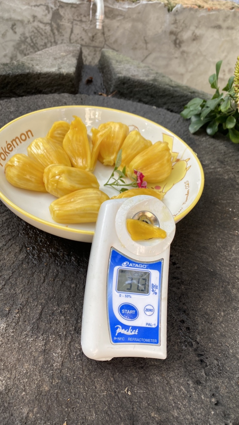 巴掌菠萝蜜