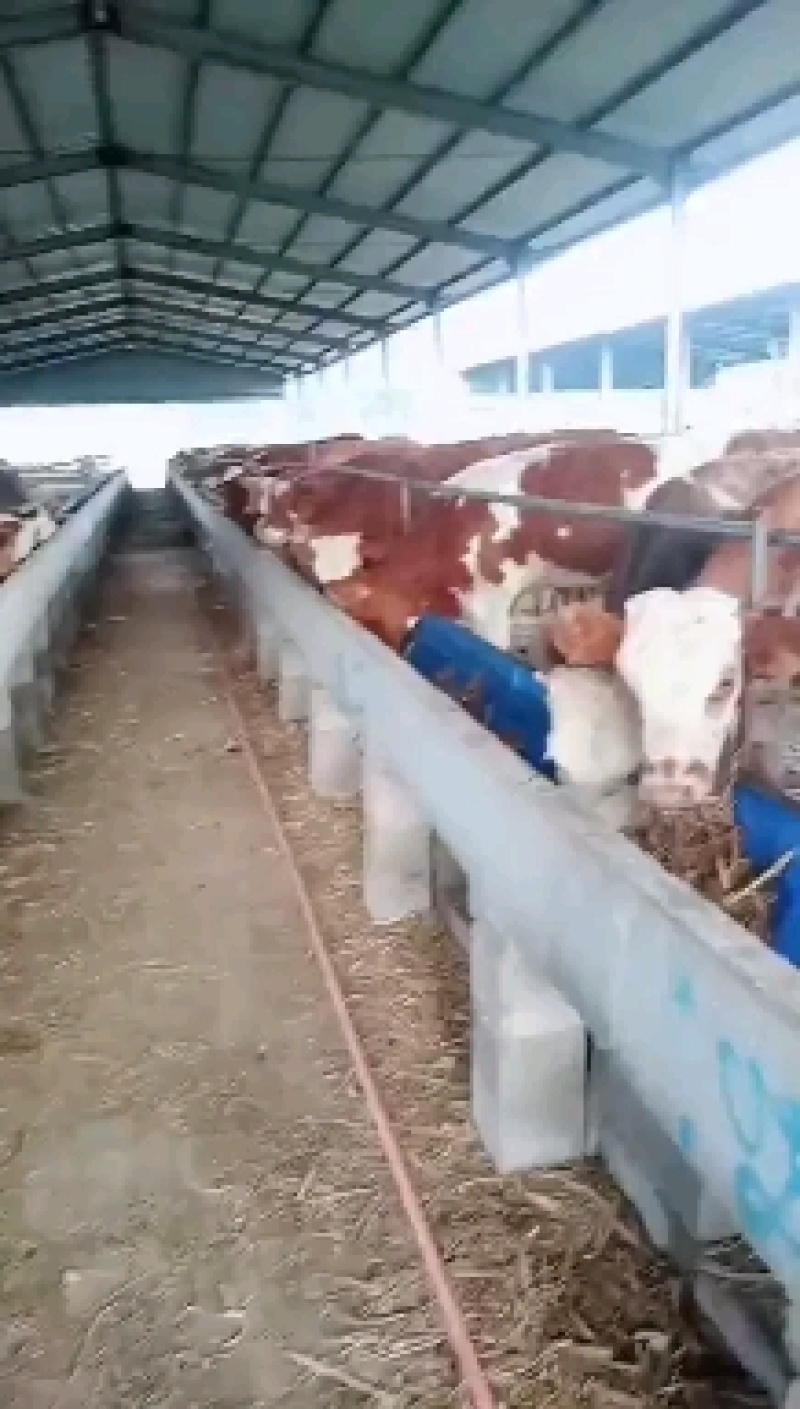 西门塔尔牛犊