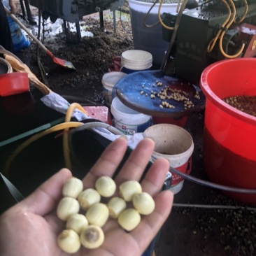 鲜莲大量上市，需要的联系，基地大量供应，长期合作