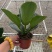 宝莲灯花苗盆栽花卉绿植花卉四季阳台室内名贵绿植