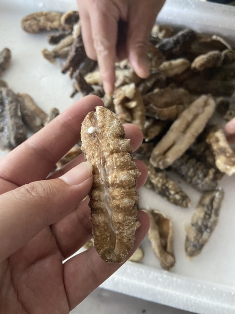 白肚海参批发，价格便宜，大量酒店市场，社区团购