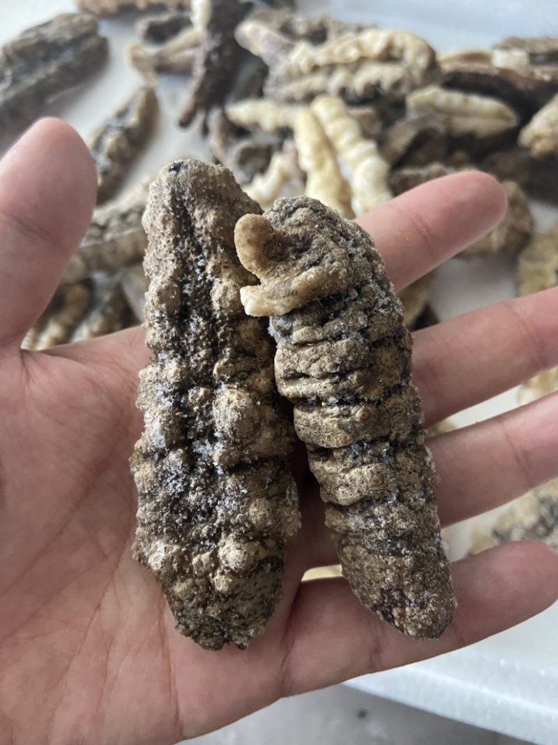白肚海参批发，价格便宜，大量酒店市场，社区团购