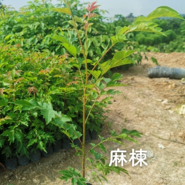 福建漳州麻楝麻楝小苗