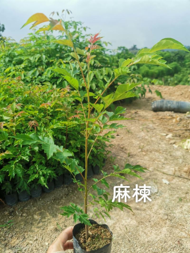 福建漳州麻楝麻楝小苗