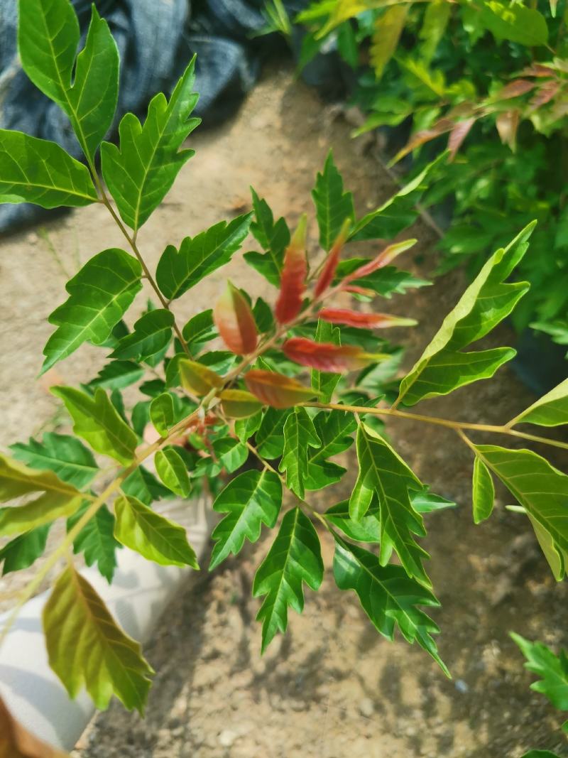 福建漳州麻楝麻楝小苗
