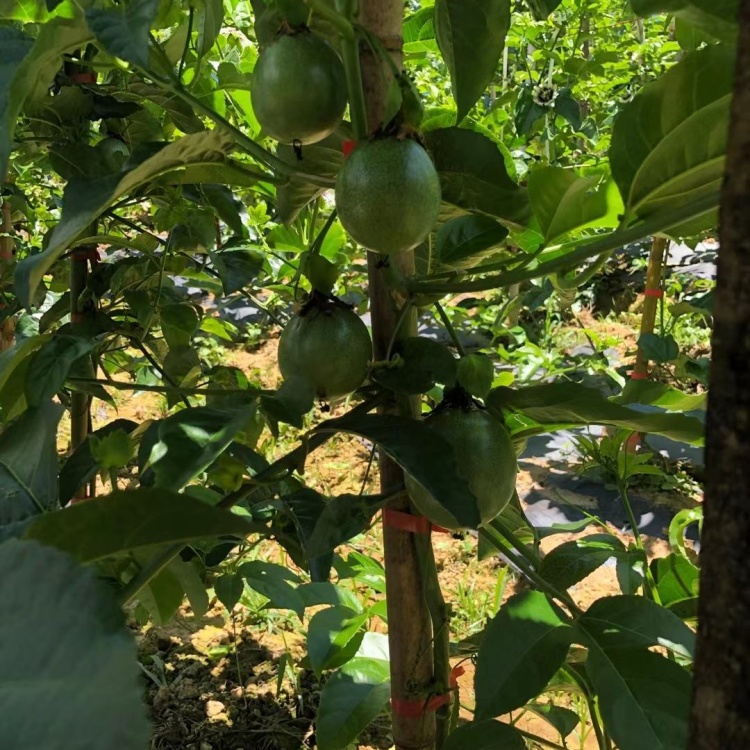 百香果成熟的季节